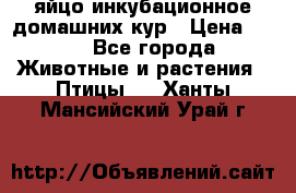 яйцо инкубационное домашних кур › Цена ­ 25 - Все города Животные и растения » Птицы   . Ханты-Мансийский,Урай г.